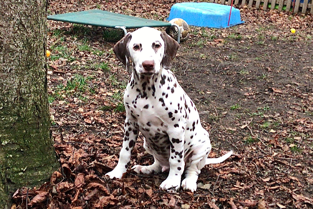 Balu sucht noch ein neues zu Hause